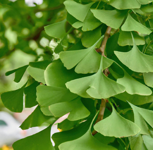 Nature's Gift for Brain Health: The Amazing Benefits of Ginkgo Biloba Extract