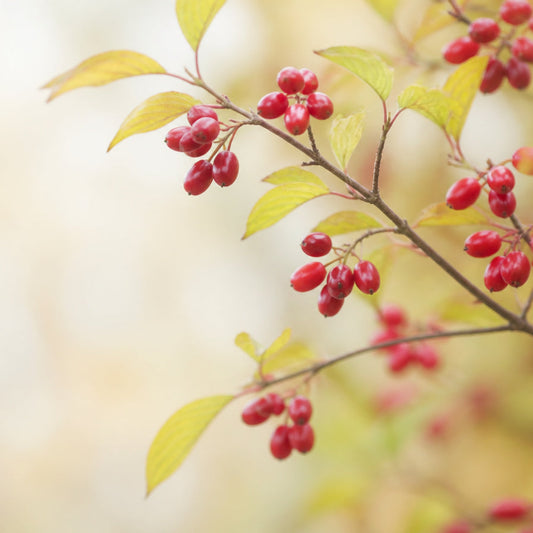 “Great for Men”—What Are the Benefits of Cornus Fruit?