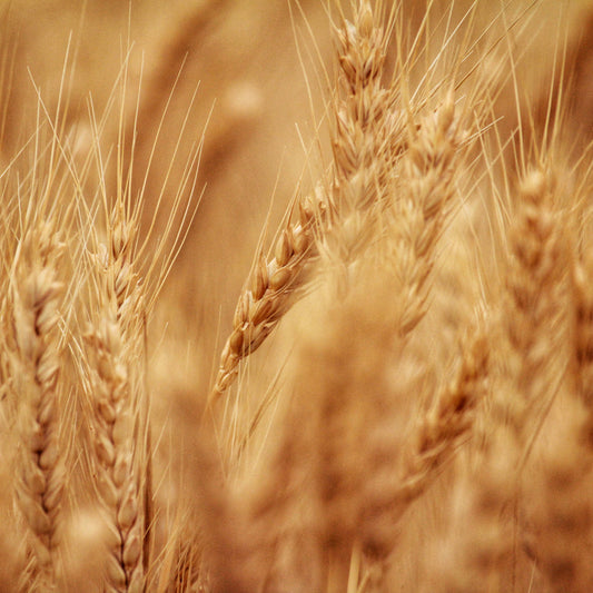 If You Have Digestive Issues, Try This Fermented Grain Supplement