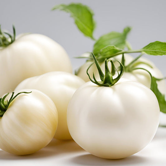 White Tomatoes Gaining Attention for Their Natural Sun Protection with Phytoene and Phytofluene