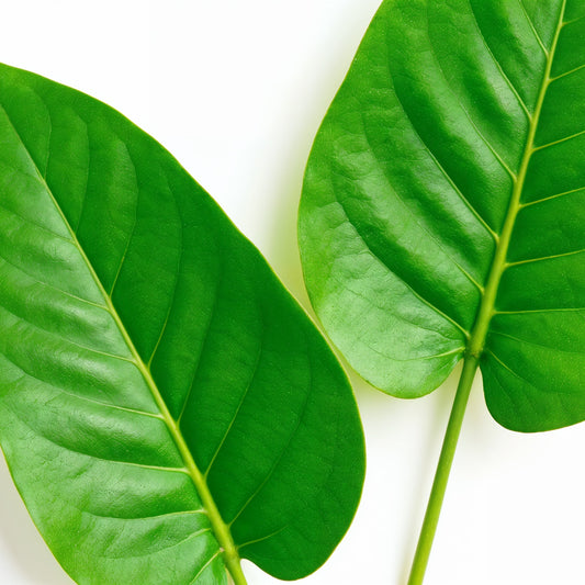 The Health Benefits of Banaba Leaf: Nature’s Ally for Blood Sugar and Beyond